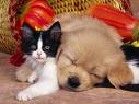 minouche mignon